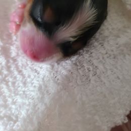 Biewer Terrier Puppies from LinMar Biewers & Yorkshire Terriers