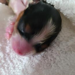 Biewer Terrier Puppies from LinMar Biewers & Yorkshire Terriers