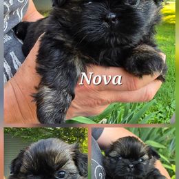 Nova - Red female Shih Tzu puppy in Ellettsville, Indiana from Cutie Pie Shih Tzus
