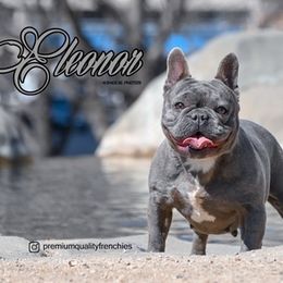 French Bulldog All Grown Up from Premium Quality Frenchies