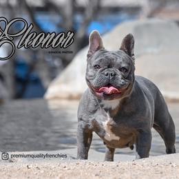 French Bulldog All Grown Up from Premium Quality Frenchies