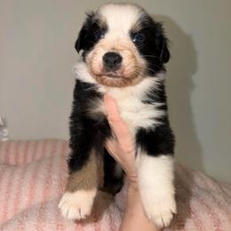 Joy - Black tri-color female Australian Shepherd puppy in Anniston, Alabama from All Hale Aussies