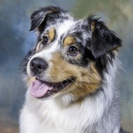 HALO - Australian Shepherd