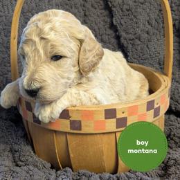 Montana - Cream male Goldendoodle puppy in Cambridge, Minnesota from Country Meadow Doodles