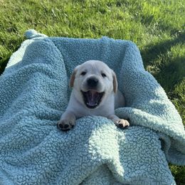 Labrador Retriever Puppies from Buena Vista Labradors