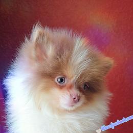 Lavender Tri - Lavender male Pomeranian puppy in Albany, Oregon from Purrs N Poms