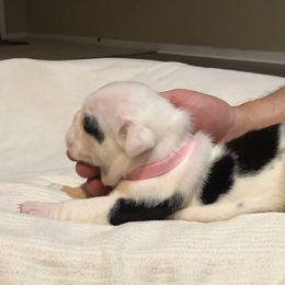English Bulldog Puppies from Ruza's Bulldogs