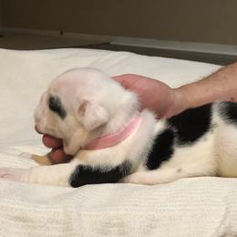 English Bulldog Puppies from Ruza's Bulldogs