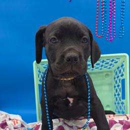 Mariah - Black female Cane Corso puppy in Princeton, Minnesota from God Of War Cane Corso
