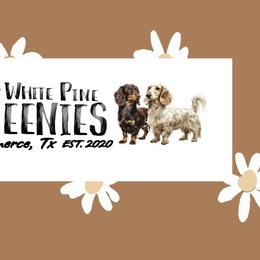 Dachshunds from White Pine Weenies