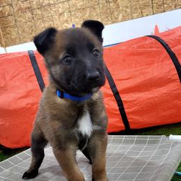 Girl 2 - female Belgian Tervuren puppy in Farmington, Maine from Pine State Shepherds