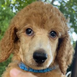 BRIANABROOKE - Apricot Poodle puppy in Oceanside, New York from Anastasia STANDARD Poodles three four seven seven five four two three four five