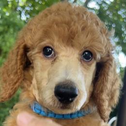 BRIANABROOKE - Apricot Poodle puppy in Oceanside, New York from Anastasia STANDARD Poodles three four seven seven five four two three four five