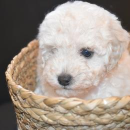 Snow Belle (AKC) - White female Poodle puppy in Rainbow City, Alabama from Misioh Poodles