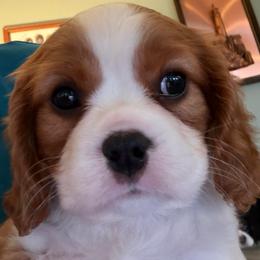 Pink Pearl - Blenheim female Cavalier King Charles Spaniel puppy in Puyallup, Washington from Foster Cavaliers