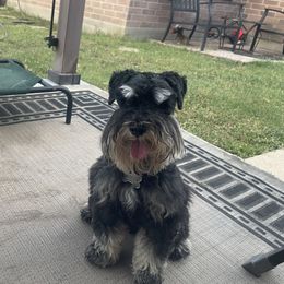 Milan - Miniature Schnauzer