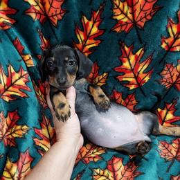 HOPE - Black and tan female Dachshund puppy in Swink, Oklahoma from Palali Farm