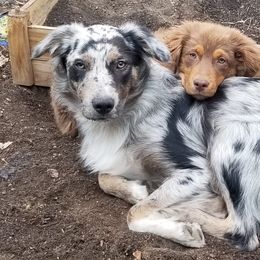 Australian Shepherds from Northridge Australian Shepherd Puppies