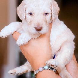 Goldendoodle Puppies from Lucky's Doodlez