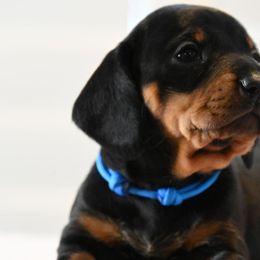 Girl 2 - Dachshund puppy in Harrisburg, Illinois from Pyradox