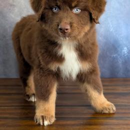 Hershey - Red tri-color male Australian Shepherd puppy in Fultonville, New York from Sandy Aussies & Pomeranians