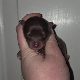 2nd - Chocolate and tan female Pomeranian puppy in Creswell, North Carolina from Grace's Poms🐾💕