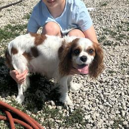 Heidi - Cavalier King Charles Spaniel