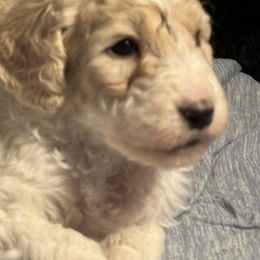 Goldendoodle Puppies from Doodles R Us