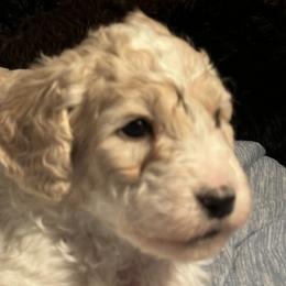 Goldendoodle Puppies from Doodles R Us
