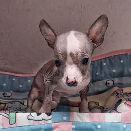 Obi - Slate male Chinese Crested puppy in Henderson, Kentucky from Western Kentucky Chihuahua’s and Chinese Crested’s