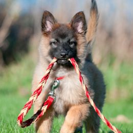 Belgian Tervuren from Coyote Run Tervuren