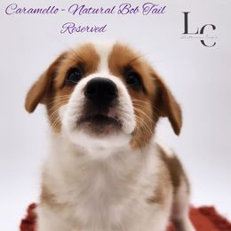 Caramello - Red female Pembroke Welsh Corgi puppy in Pine Village, Indiana from NL Horsemanship
