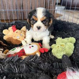 Domnique's Boy 2A - Tri-color male Cavalier King Charles Spaniel puppy in Loco, Oklahoma from Sweet Heart Cavaliers
