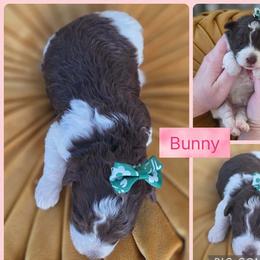 Bunny - Parti female Goldendoodle puppy in Decatur, Tennessee from Diamond's Doodles