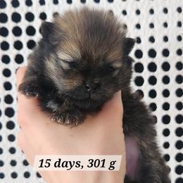 Bright Red Boy - Red male Pomeranian puppy in Broomfield, Colorado from Diamond-Pom
