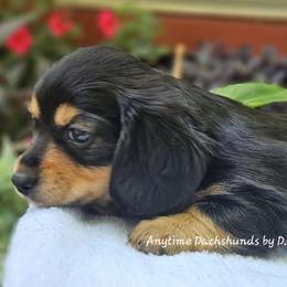 Charlie - Black and tan male Dachshund puppy in Ben Wheeler, Texas from Anytime Dachshunds by D.B.
