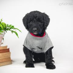 Bordoodle Puppies from 2J 2K Bordoodles