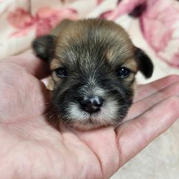 Peeta - Brown male Lhasa Apso puppy in Jefferson, New York from Absolute Lhasa Love