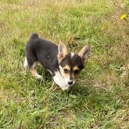 Remi - Black and tan female Pembroke Welsh Corgi puppy in Aberdeen, Washington from Coastal country Farms