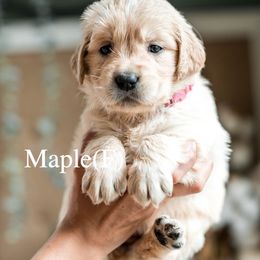 Maple - Light golden female Golden Retriever puppy in Acton, Maine from Silver Pines Pups
