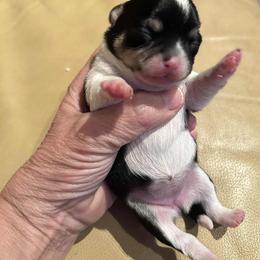 Lucy - Blue and white female Chihuahua puppy in East Syracuse, New York from Blissful’s Chihuahuas
