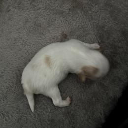 Flynn - Red and white male Japanese Chin puppy in Longwood, Florida from CindyLynnsChins
