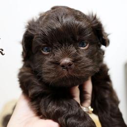 Kodiak - Brown male Mi-Ki puppy in Elizabeth, Colorado from Royal T Mi-Kis