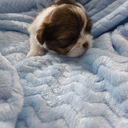 Fozzy Muppet - Red and white male Shih Tzu puppy in Buffalo, New York from Shih Tzu's by Jen
