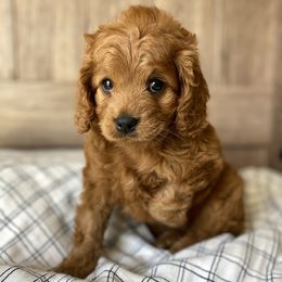 Cavapoo and Goldendoodle Puppies from A2Z Doodles