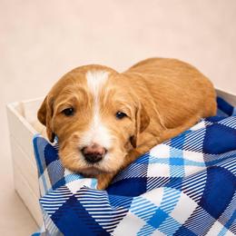 Huckleberry - Apricot male Goldendoodle puppy in Rocky Point, North Carolina from CelticDoods
