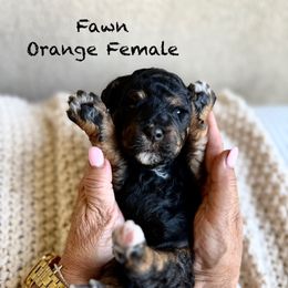 Fawn - Black phantom female Assorted Doodle Crosses puppy in Springville, Utah from JW Doodles