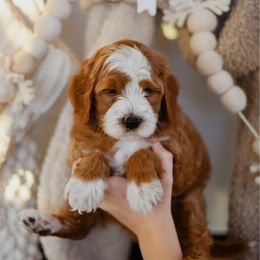 Nicholas - Red  male Goldendoodle puppy in Pasco, Washington from Sunset Grove