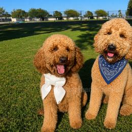 Goldendoodle puppies from Zari Benji Doodles