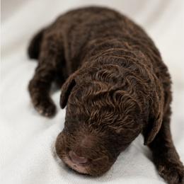 Hershey, Tan Collar - Phantom male Goldendoodle puppy in Delphos, Ohio from Route 66 Poodles & Doodles, Sapphire Shih-tzu's of Ohio